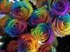 Rainbow Roses