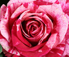 Valentine's Pink Red Rose