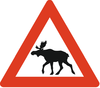 Moose alert