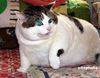 WHAT A FAT CAT!!!!
