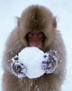 Monkey made Snowball