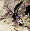 Redback spider