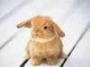 A Cute Bunny