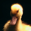 Duckling