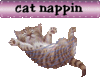 Napping cat