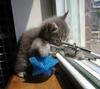 Cat-size sniper riffle