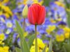 A red tulip for you!