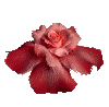 a blossoming rose