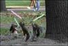 Jedi Squirels