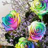 rainbow roses jus for u 