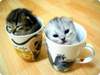 kitty cups!