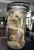 an alien monkey in a jar