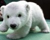 Polar cub