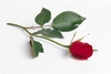 Rose for you....