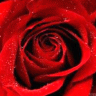 a beautiful rose 