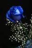 My Lov3 ~ blue Ros3