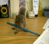 Squirrel Term Paper Assistant