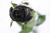 dark rose