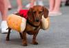 Hot DOg CostumE