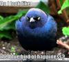 a very angry bluebird