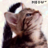 Meow~  =^__^=