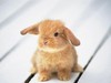 a Ginger Bunny