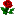 One Red Rose