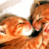 Cat Kissing!!