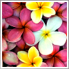 dreams of summer ♥