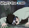 What's that tree?