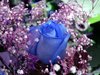 blue rose