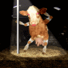 sexy cow