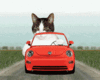 Taking Pet for a Drive