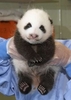 Panda Baby