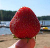 Sweet strawberry