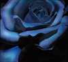Rose of the Blue Grace