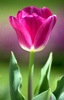 tuLip madNess,, ,