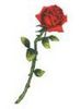 singLe rose