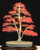 a red bonsai
