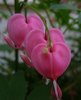 Heart-shaped flower