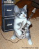 guitar kitty