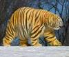 A Tiger Bear !!