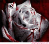 a blood rose for you