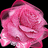 A pink rose for u, xx