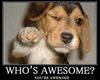 You're Awesome! Yes you are!