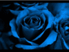 a blue rose.