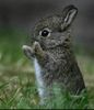 World's Cutest Bunneh Rabbit