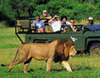 South African Game Drive