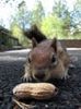 a peanut!
