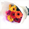 Gerbera's